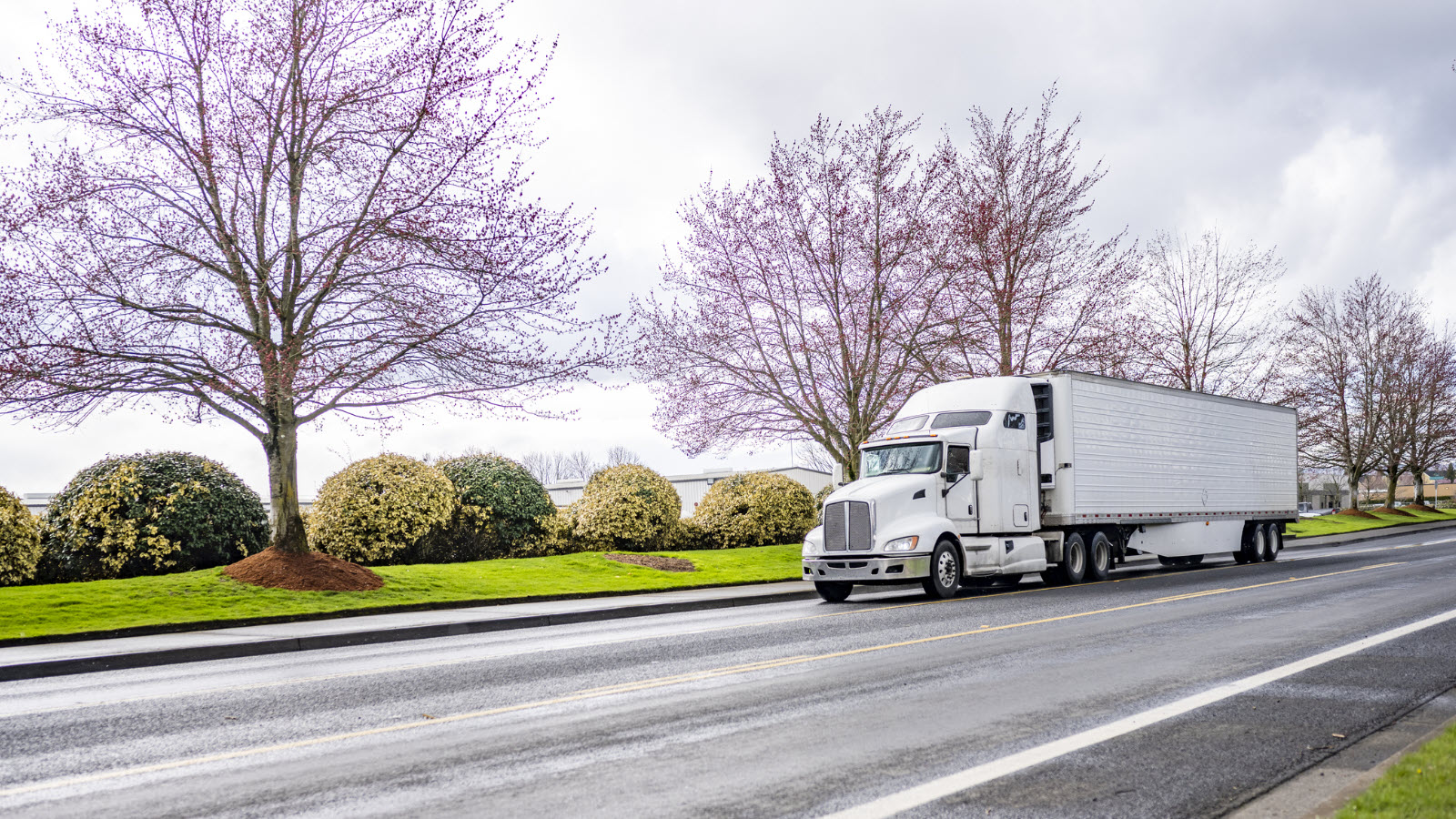 Semi-truck driving past blooming trees. 